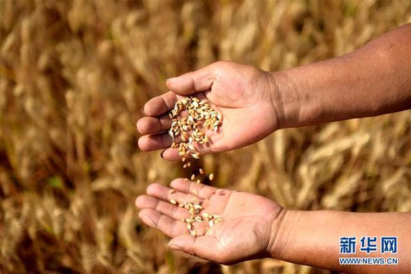 全国已收获小麦2.78亿亩 收获进度超八成