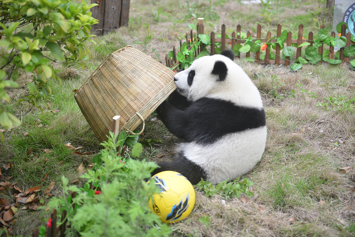 熊猫玩转世界杯开赛 “滚滚”集体踢足球