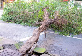 风雨中行道树倒地 淄博三名中学生合力扶树获赞