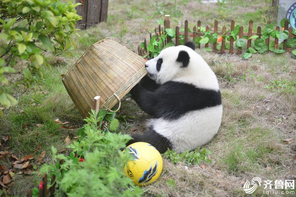 熊猫玩转世界杯开赛"滚滚"集体踢足球