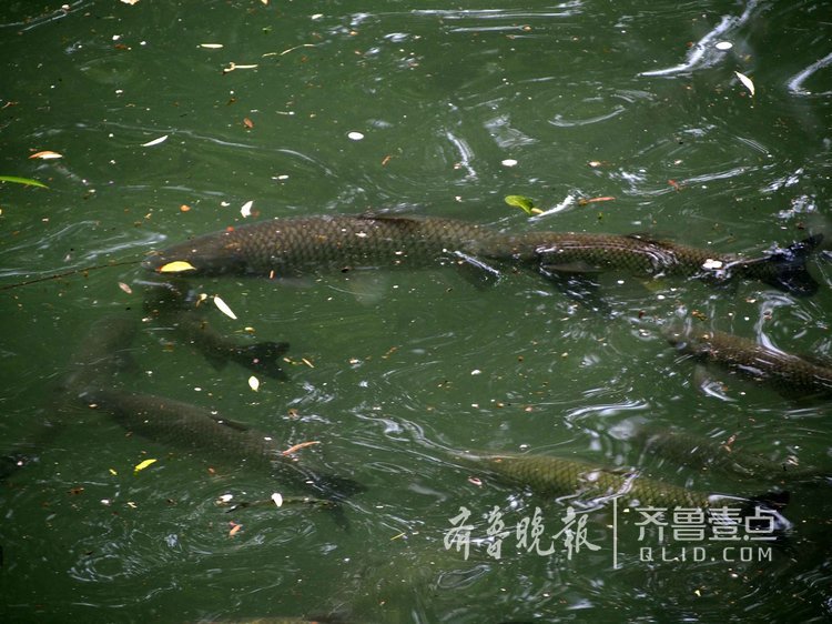 大明湖现大鱼群！游客惊呼一锅炖不下