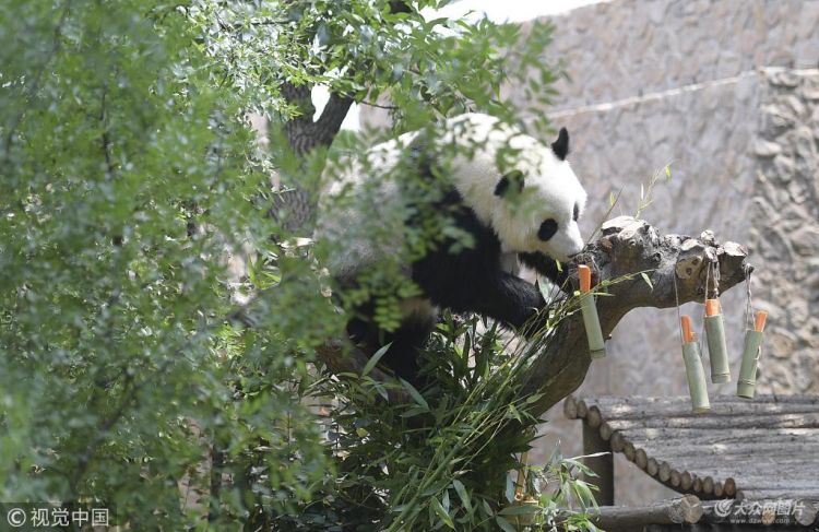 济南动物园 大熊猫吃“粽子”迎端午