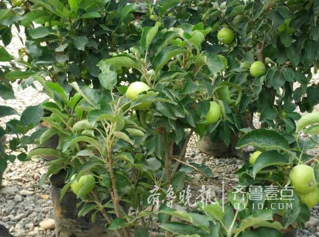新时尚！济南农村大集上的袖珍水果树受城里人青睬