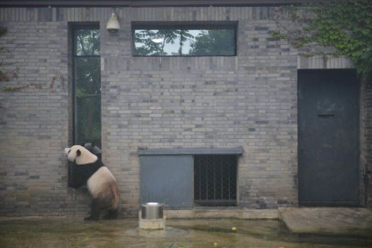 中国大熊猫保护研究中心声明：大熊猫“伟伟”返回四川 开始适应新环境