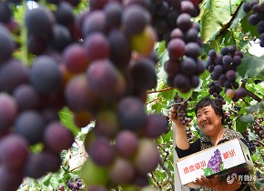 淄博10万亩特色种植助力农民增收