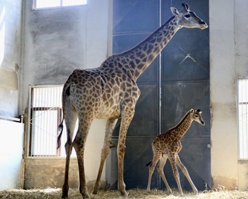 喜添丁！济南野生动物世界鹿宝宝一出生就有1.9米