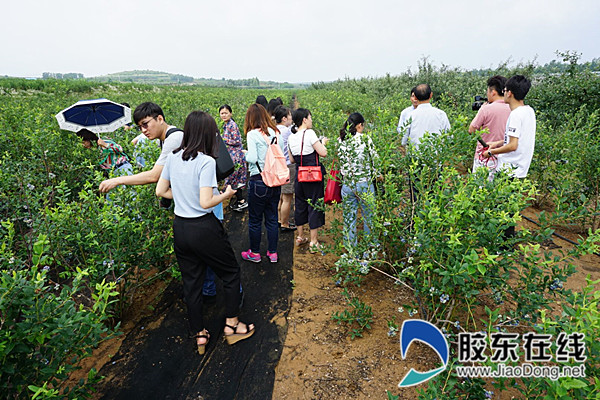 京玺蓝莓庄园：“小蓝莓 大发展”田园新经济模式助农惠农利农