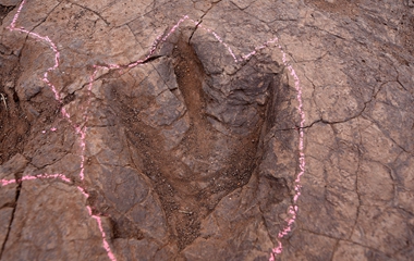 山东郯城发现恐龙足迹化石群  “侏罗纪世界”再现