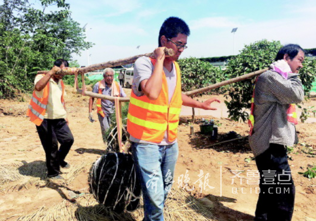 济南园林工人酷暑植绿:300斤重白皮松,一天要搬40棵