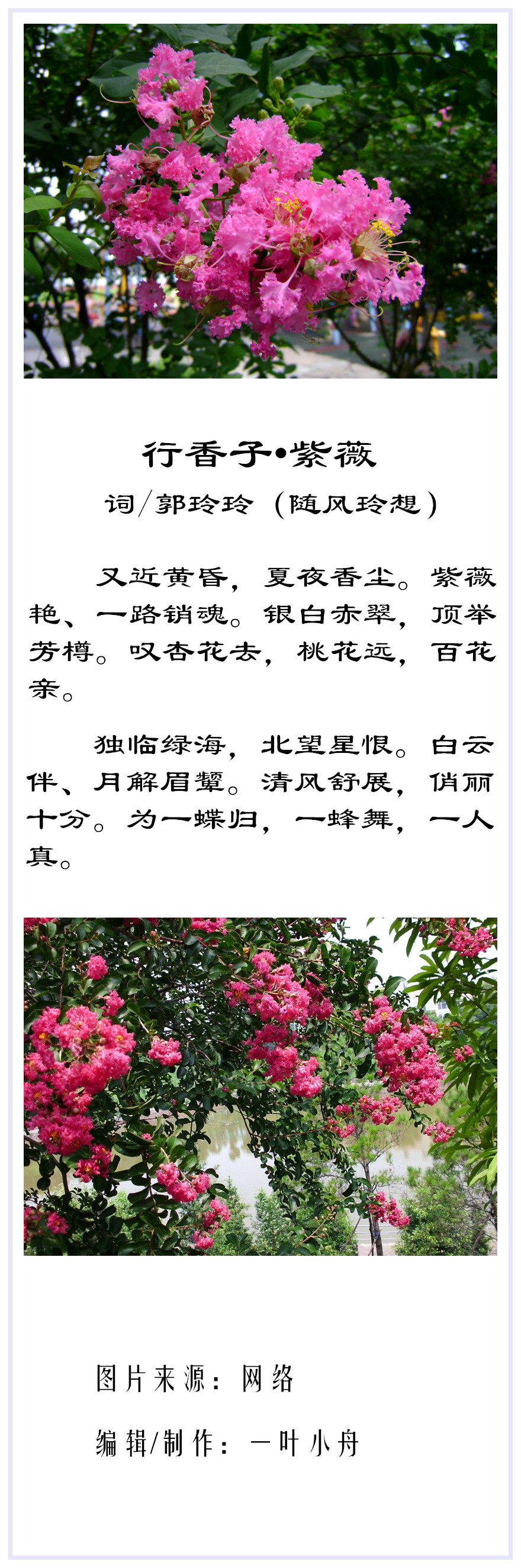行香子 紫薇