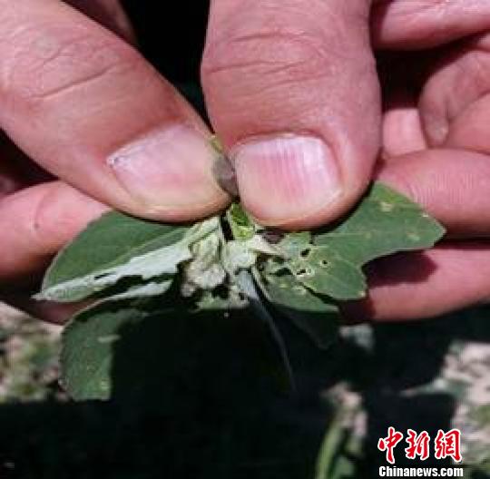内蒙古750万亩土地爆发草地螟虫害 为近38年来最严重