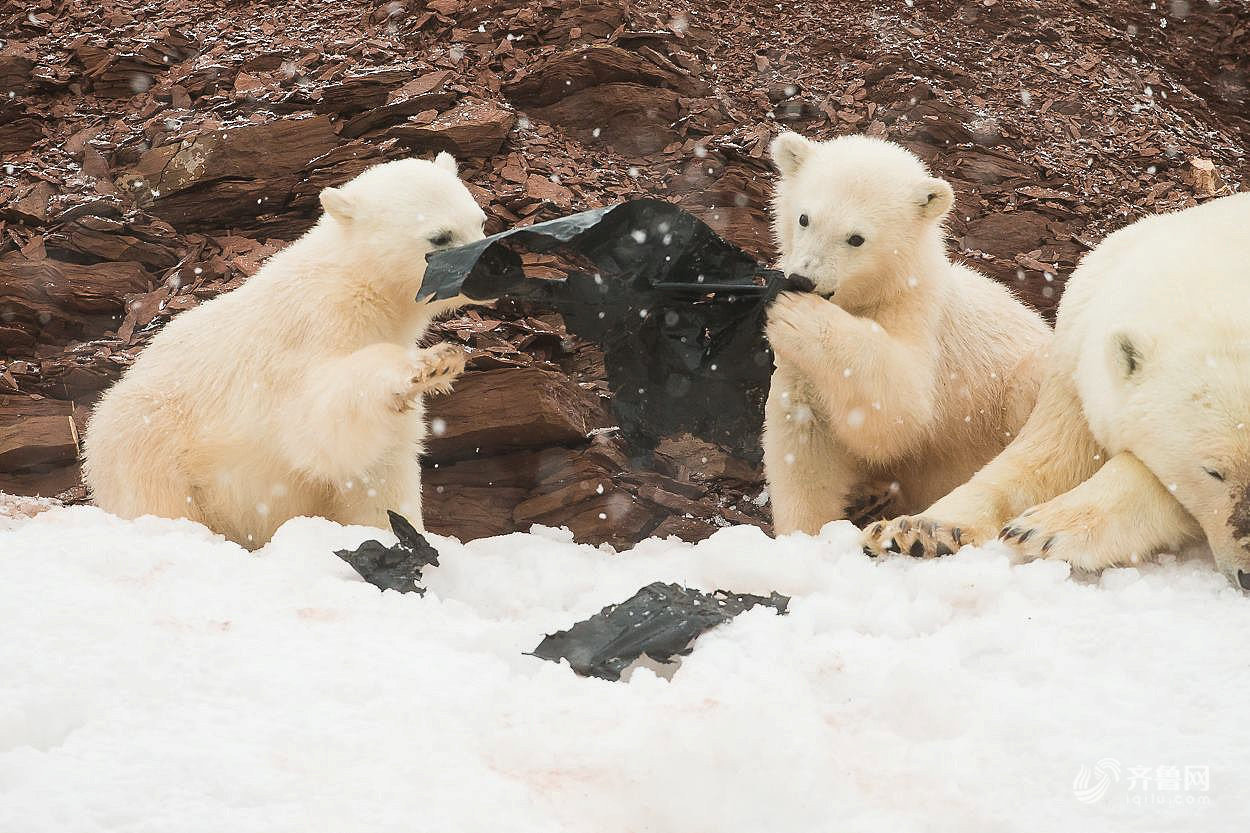 挪威：北极熊误把塑料当食物 志愿者上岛清理垃圾