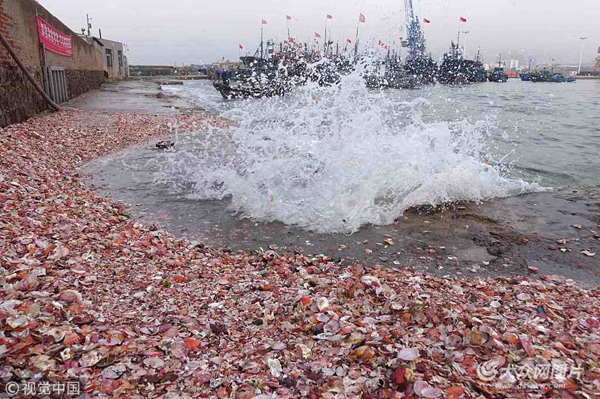 青岛逢天文大潮 大量贝壳被卷上码头