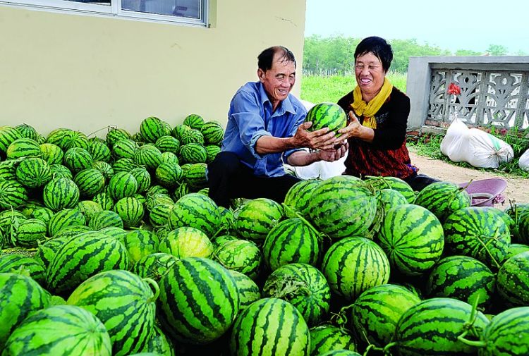 莱城区苗山镇：特色种植促进农民增收