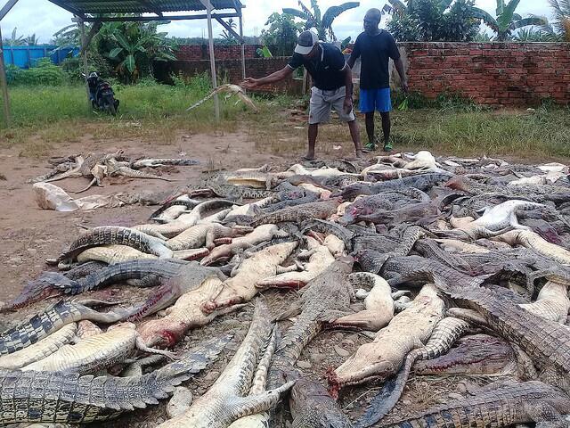 印尼一男子掉入“鳄鱼窝”丧命 亲属怒杀292只鳄鱼