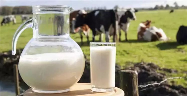 各大乳企上演价格战，山东等省份纯牛奶价格跌幅较大