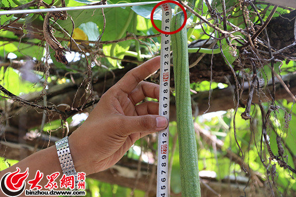 滨州一村民种出2.5米超级丝瓜引邻里乡亲围观