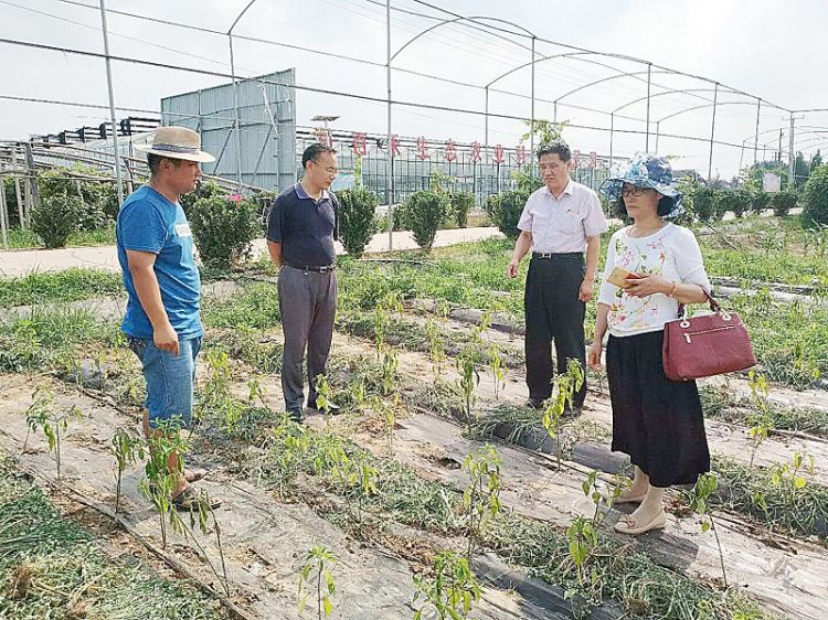 市农业局考察指导莱芜市辣椒生产