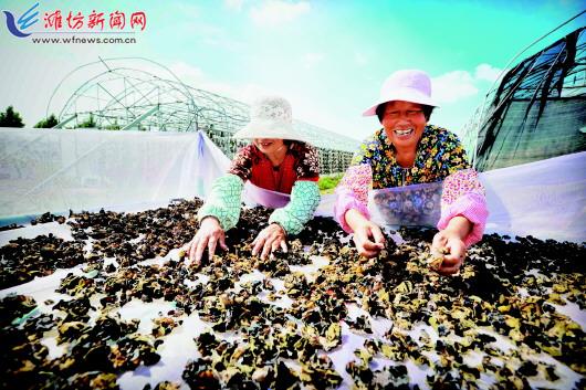 潍坊峡山区特色农业助力乡村振兴