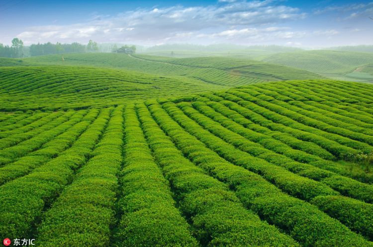 一片叶子的新使命：贵州遵义茶产业带动3万多贫困群众脱贫致富
