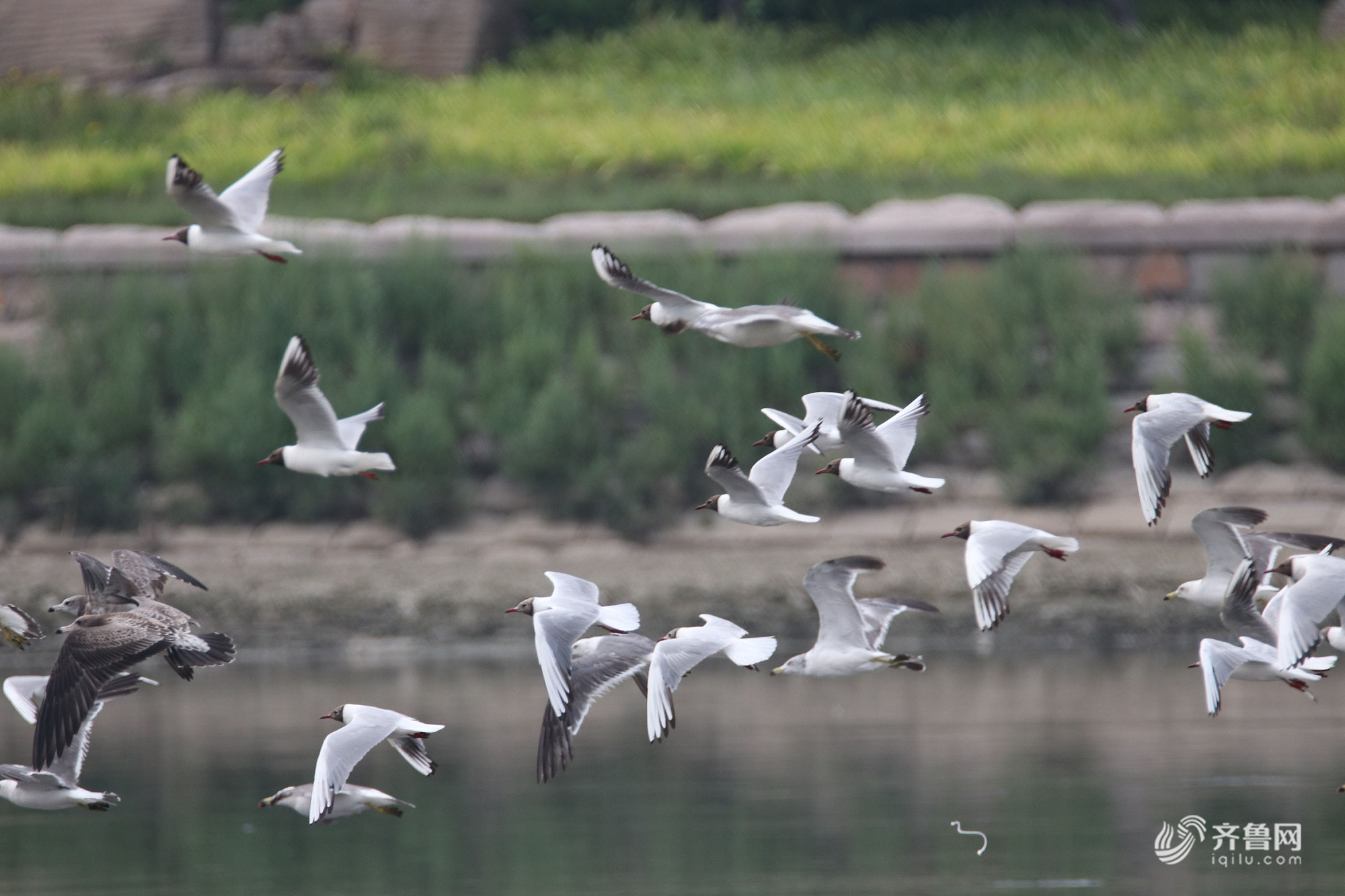 上千只水鸟扎堆胶州湾河口避暑觅食 享受海鲜宴