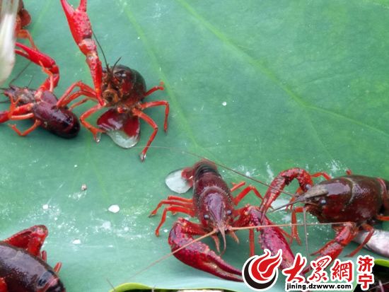 第二届鱼台龙虾节“虾王”拍出10.88万元