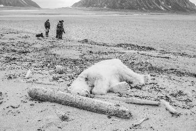 德国“极地游”杀死北极熊惹争议 挪威警方已介入调查