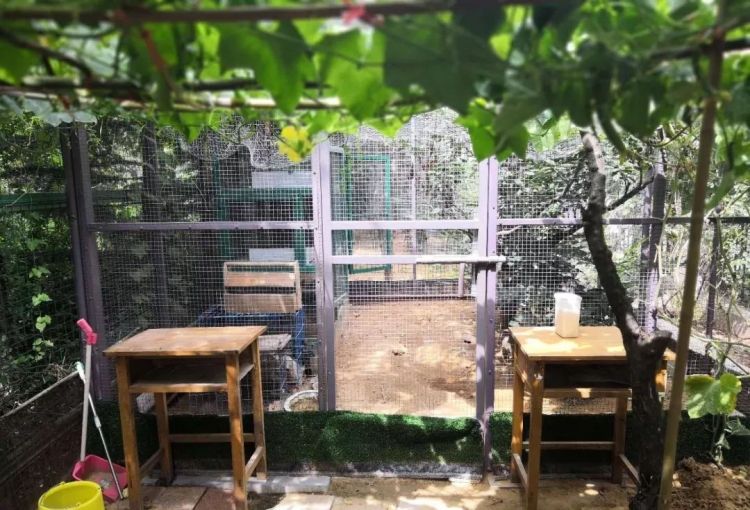 潍坊一小区部分业主占公共绿地养鸡养鸭建凉亭