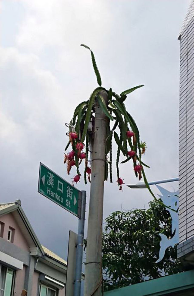 台湾一电线杆“长出”火龙果 原因竟然是这个