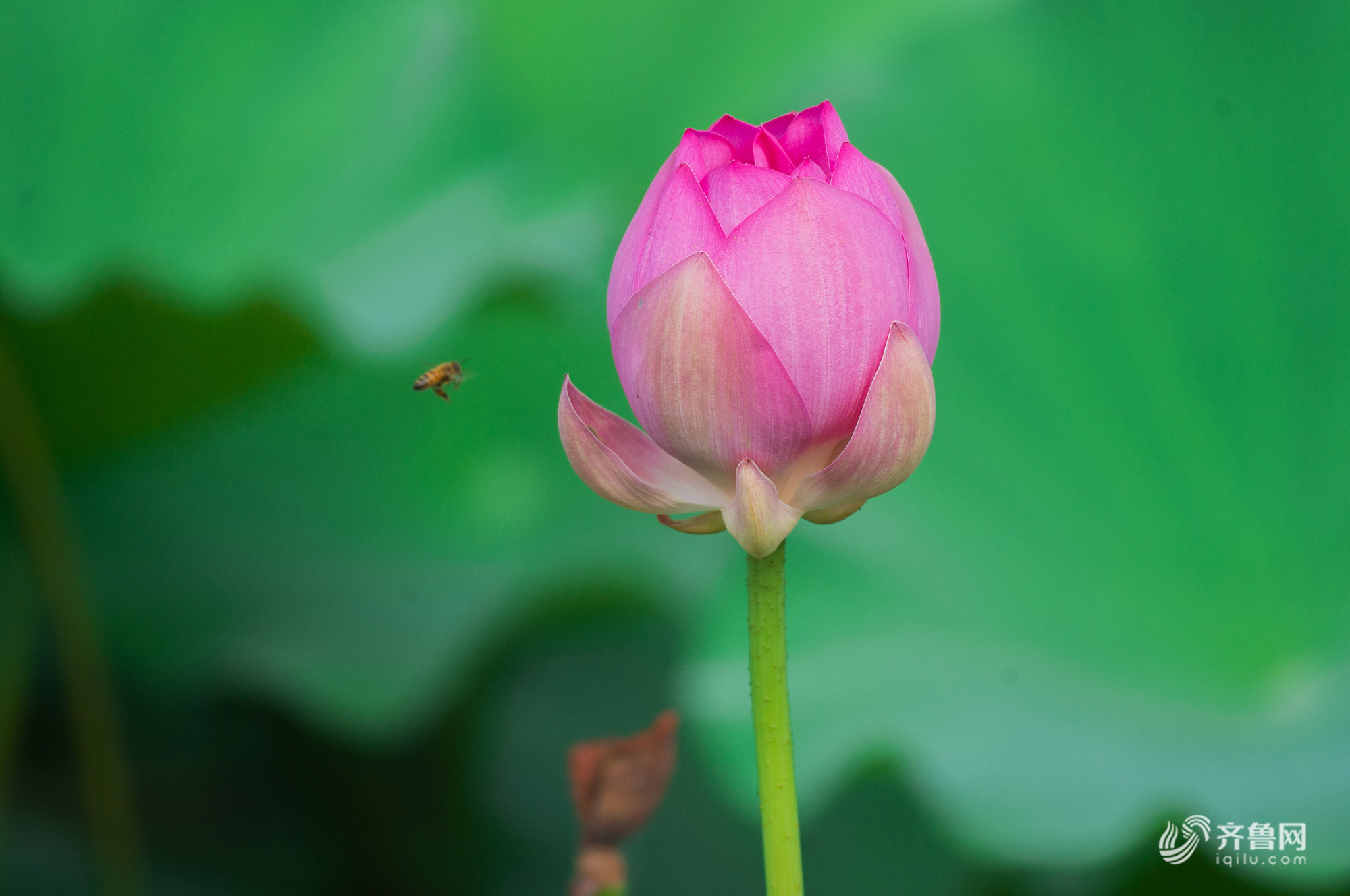 山东潍坊:“精灵”戏荷迎秋来