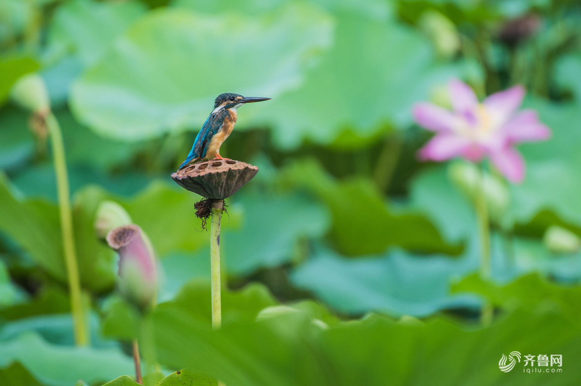 山东潍坊:“精灵”戏荷迎秋来
