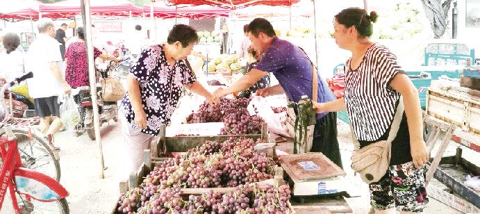 潍坊本土产的葡萄已经开始大量上市 价格翻番