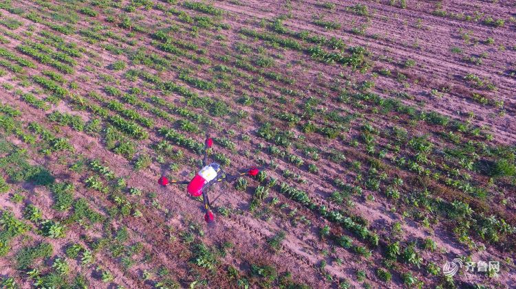 坚决把松材线虫病挡在家门外(图1)