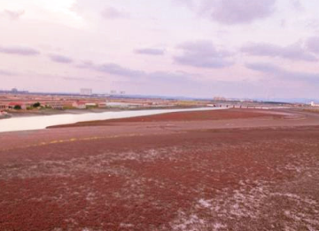 昌阳河岸铺上了“红地毯”