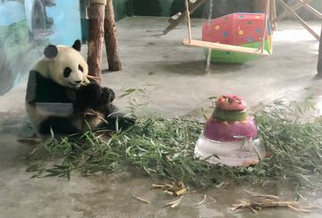 临沂动植物园举办首届熊猫节 市民为“团子”过生日