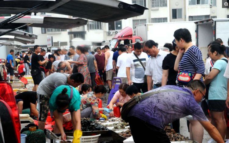 南方开海梭子蟹首先抢占青岛市场 手掌大25元一斤