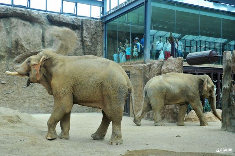 高清:两头亚洲象与游人见面 快来看它们在青岛