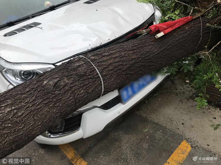 济南：30厘米粗树干连根拔起砸坏汽车