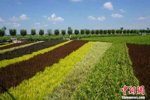 宁夏稻渔空间彩色水稻种出网红新风景