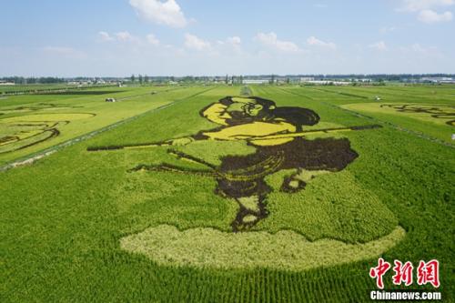 宁夏稻渔空间彩色水稻种出网红新风景
