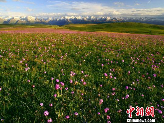 世界自然遗产地新疆喀拉峻草原迎客流高峰