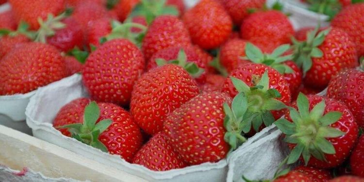 法国消费者调查：近7成民众不满超市水果品质