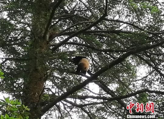 四川卧龙：科考队员遇顽皮野生熊猫宝宝爬树