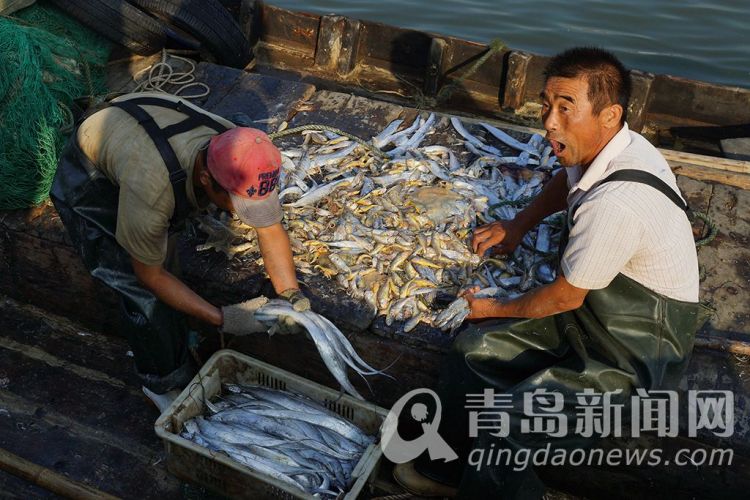 高清：南姜码头定置网捕捞大丰收 鱼虾蟹满舱价格诱人