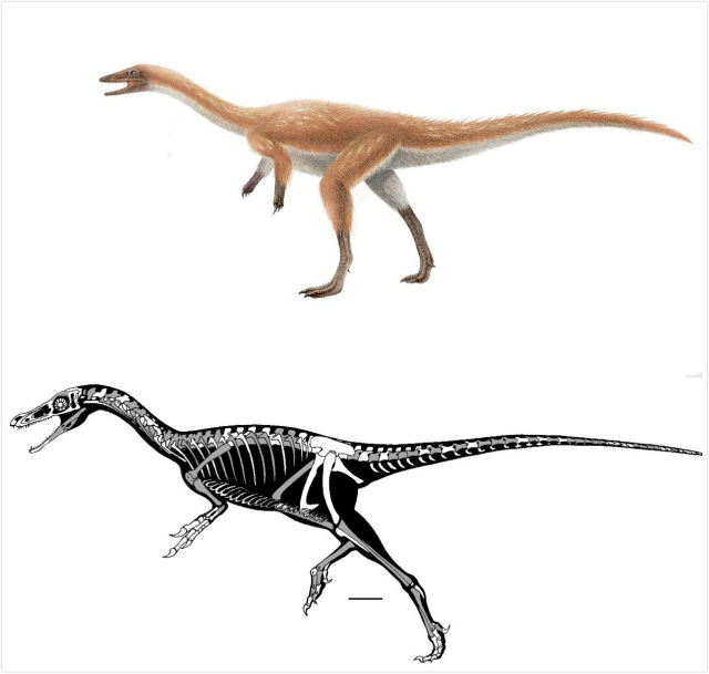 大爪子，会吃虫：中国科学家发现两种新恐龙