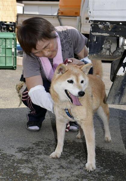 日本一柴犬遭遇泥石流6天后奇迹生还