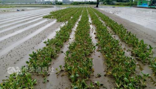台湾豪雨致农业损失超6.5亿新台币 嘉义县损失最大