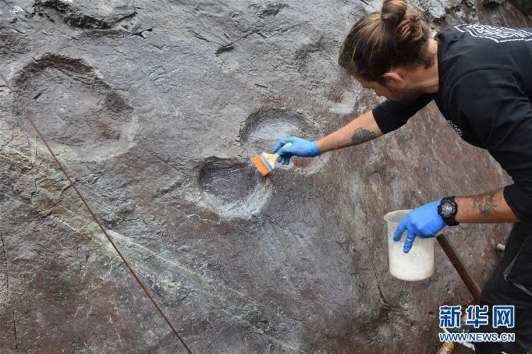 中国境内发现2种新恐龙化石 科学家：大爪子会吃虫