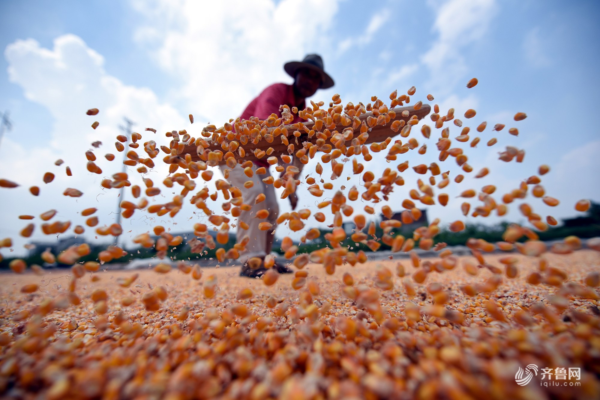 临沂10万亩“春玉米”喜获丰收  农民抢抓农时脱粒晾晒