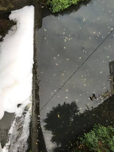台湾基隆河中现大量死鱼 疑厂商排放废水致污染